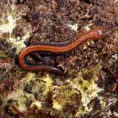 Eastern Red-backed Salamander thumbnail 3