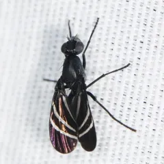 Black Onion Fly thumbnail 4