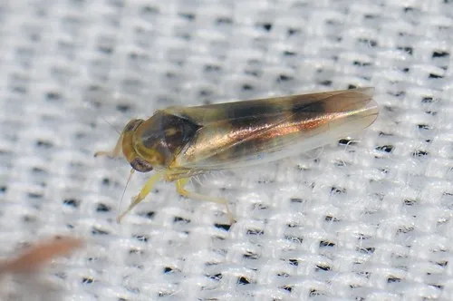 Kybos copula