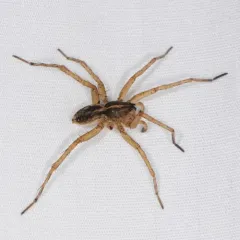 Wetland Giant Wolf Spider thumbnail 3