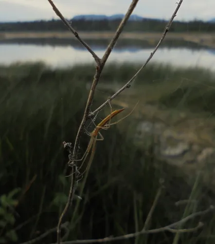 tailed long-jawed orbweaver