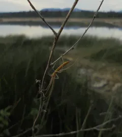 tailed long-jawed orbweaver thumbnail 1