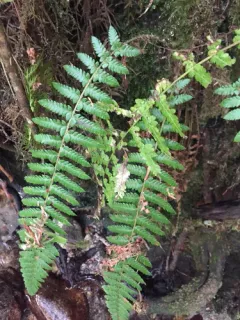 Alaska holly fern thumbnail 3