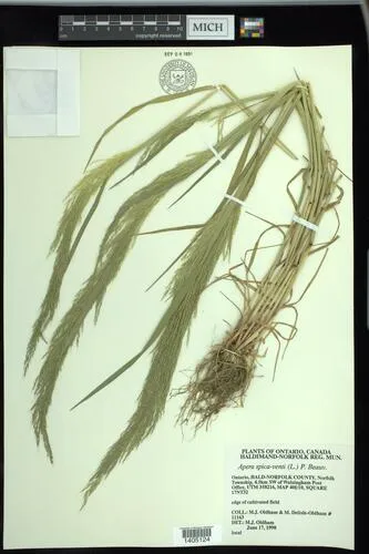 Loose Silky-bent
