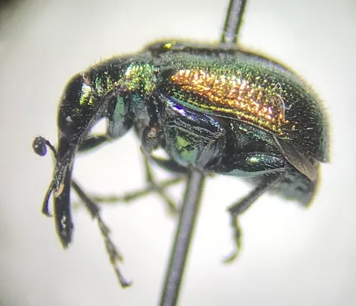 Haplorhynchites eximius