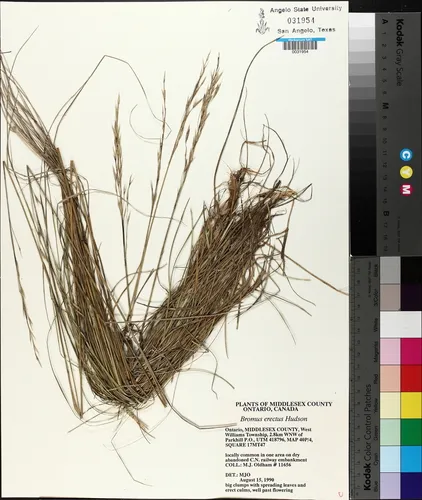 Upright Brome
