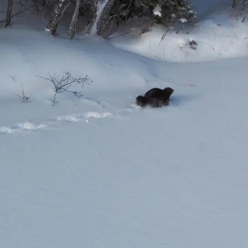 Wolverine