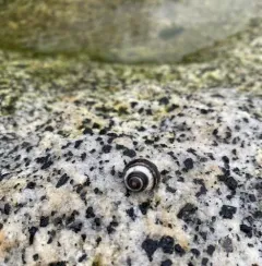 Checkered Periwinkle thumbnail 3