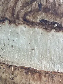 African Big-headed Ant thumbnail 3