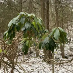 great rhododendron thumbnail 2