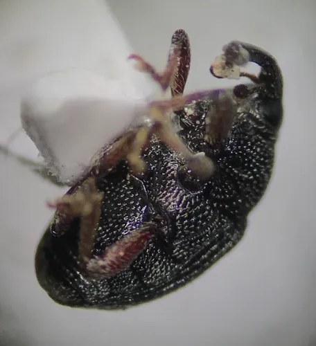 Idiostethus tubulatus
