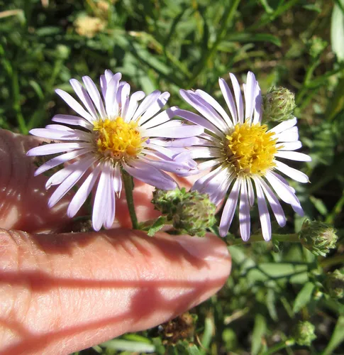 western aster