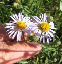 western aster thumbnail 1