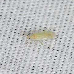 Blepharidopterus provancheri thumbnail 4