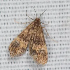 Waterlily Leafcutter Moth thumbnail 2
