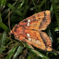 Bracken Borer Moth thumbnail 3