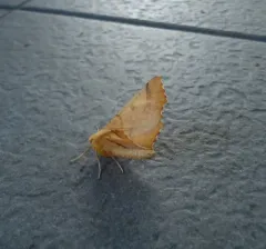 Canary-shouldered Thorn thumbnail 3