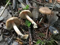 Inocybe assimilata thumbnail 2