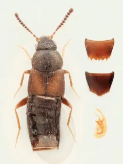 Placusa tachyporoides thumbnail 2