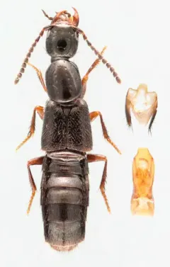 Gabrius appendiculatus thumbnail 3