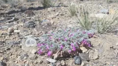 Goose Creek milkvetch thumbnail 3