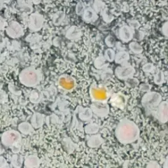 Coral Saucer thumbnail 2