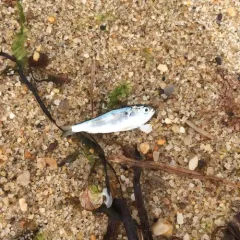 Atlantic Menhaden thumbnail 2