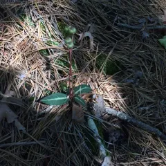 striped wintergreen thumbnail 3