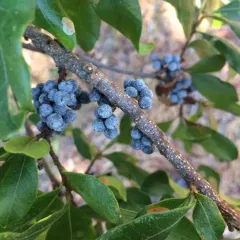 northern bayberry thumbnail 4