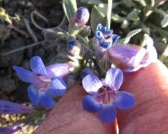 Salmon River Beardtongue thumbnail 2