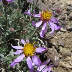 Lava Aster thumbnail 1