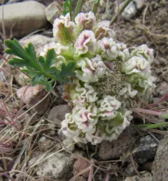 Plains Cymopterus thumbnail 1