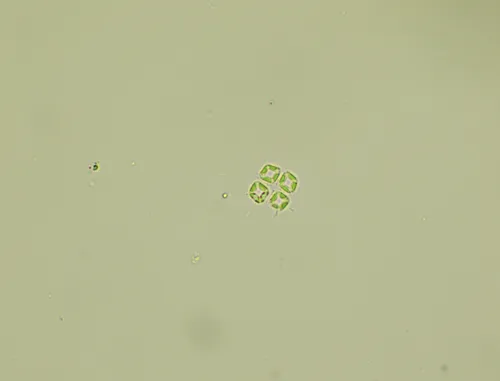 Crucigenia fenestrata