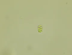 Scenedesmus obtusus thumbnail 3
