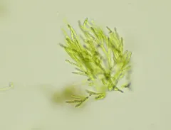 Microthamnion kuetzingianum thumbnail 4