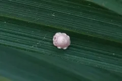 Fig Wax Scale thumbnail 2