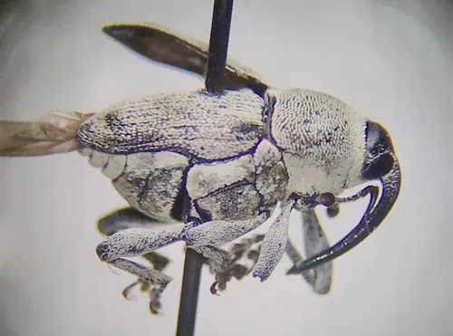 Odontocorynus pulverulentus