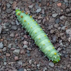 Columbia Silk Moth thumbnail 2