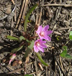 dwarf lewisia thumbnail 1