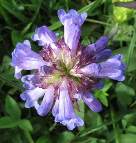 Globe Penstemon
