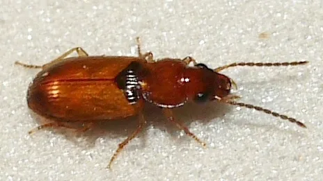 Tiled Harp Ground Beetle