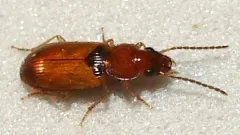 Tiled Harp Ground Beetle thumbnail 1
