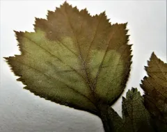 Fanleaf Hawthorn thumbnail 4