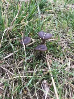 Entoloma vindobonense thumbnail 3