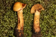 Aureonarius neocallisteus thumbnail 2