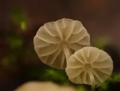 Mycena clavularis thumbnail 1