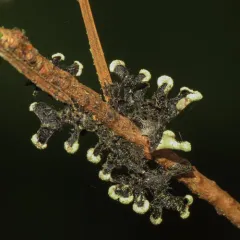 Green Loop Lichen thumbnail 2