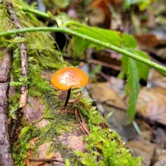 Heimiomyces fulvipes thumbnail 2