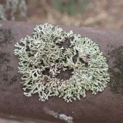 Fringed Rosette Lichen thumbnail 2