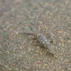 Entomobrya katzi thumbnail 2